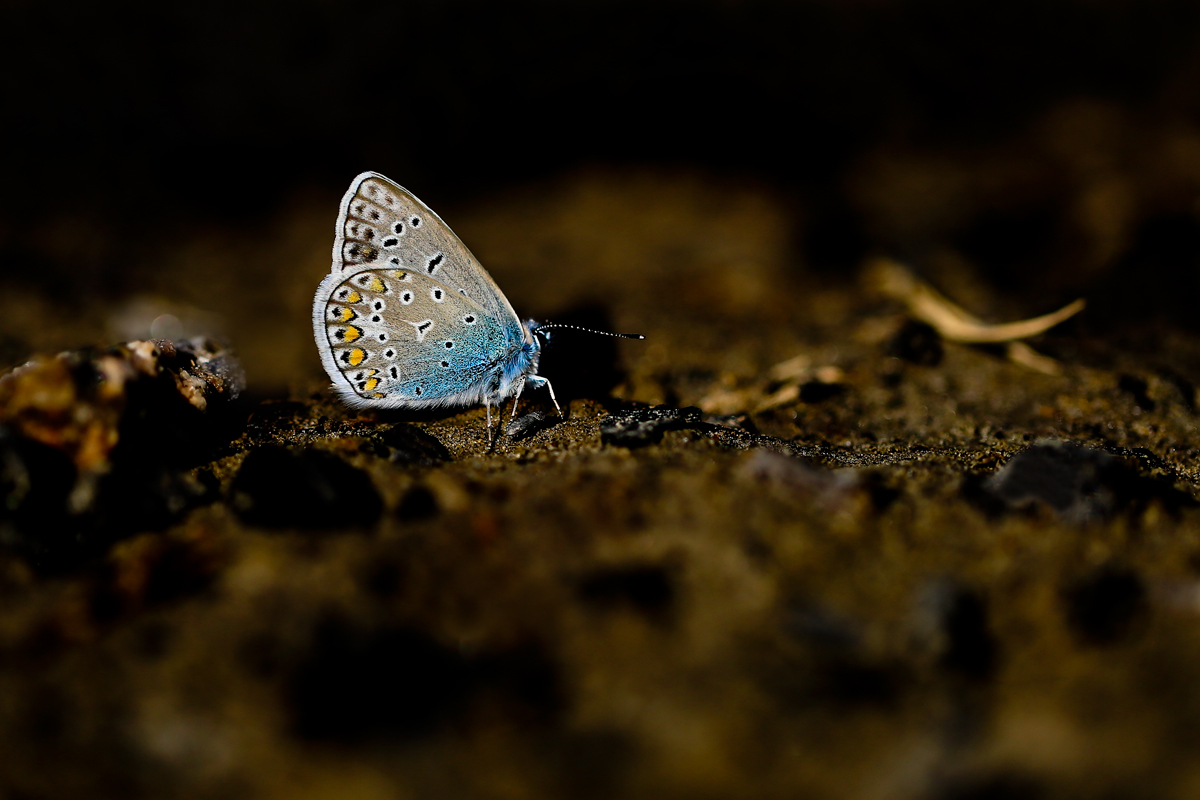 BU7A1810_1_06Mai2016_Alexander_Zelenko