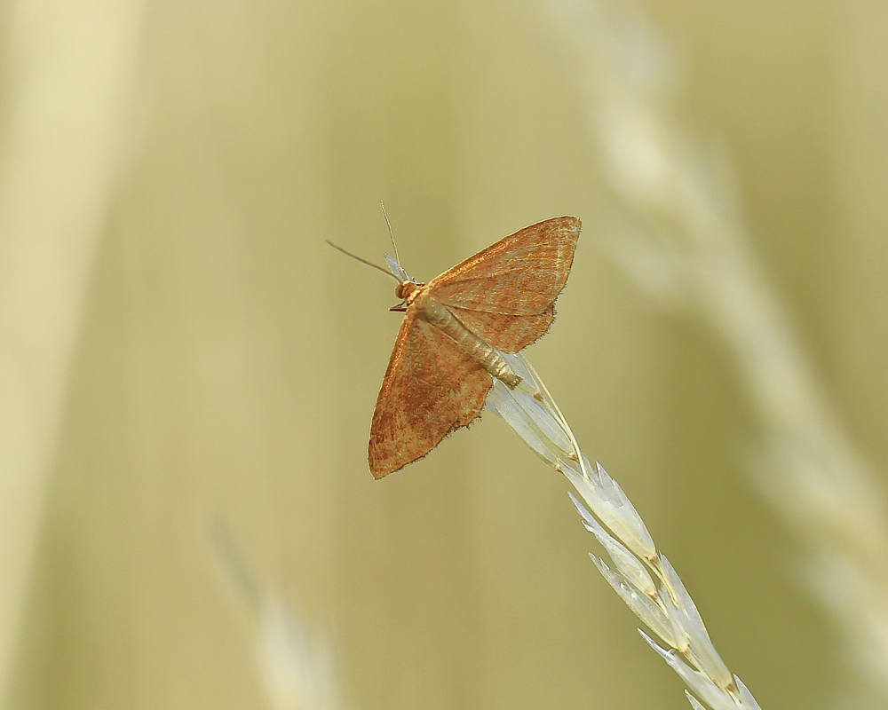 BU7A4585_3_01Juli2015_Alexander_Zelenko