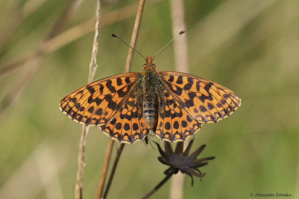 BU7A6478_1_08September2016_Alexander_Zelenko