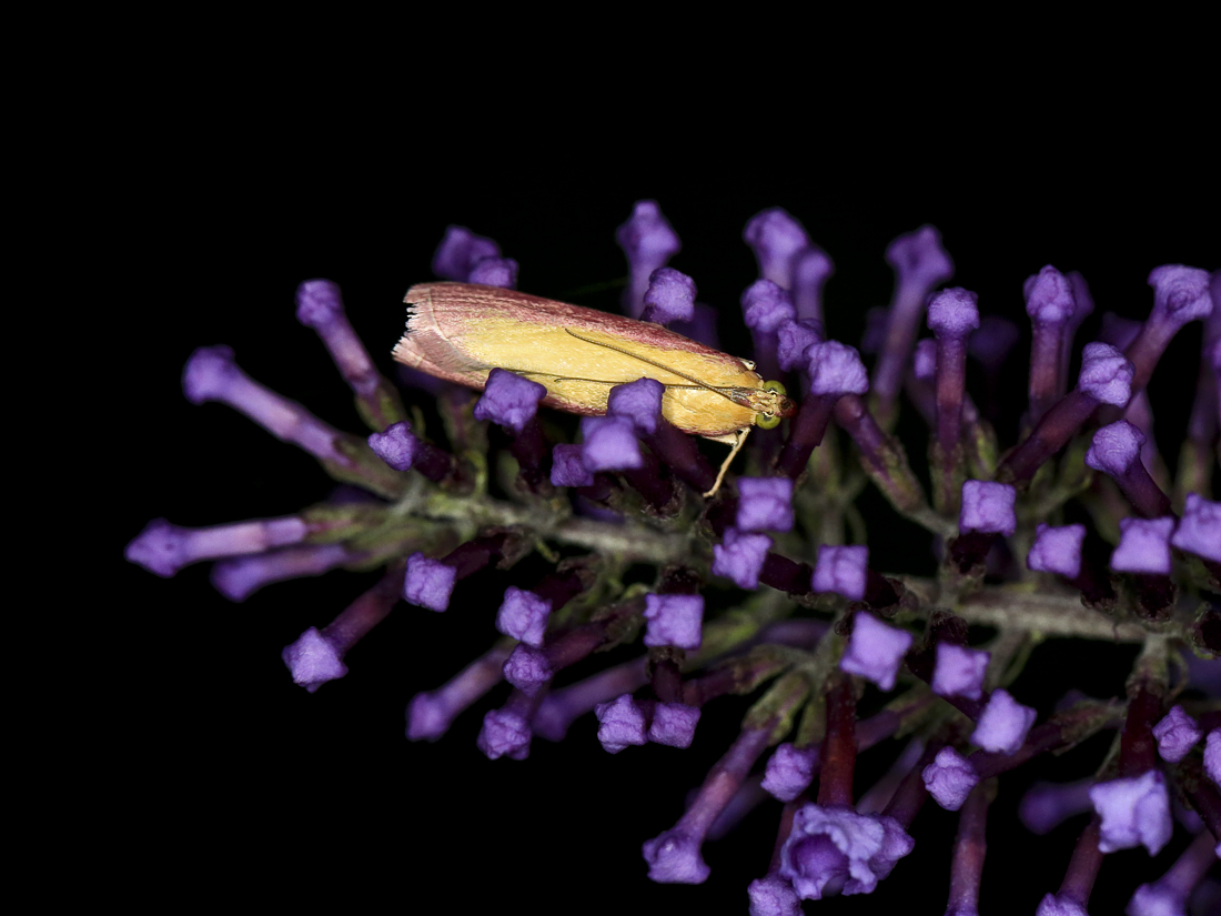 BU7A7288_1_9August2017_Alexander_Zelenko