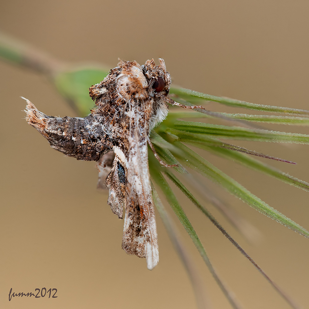 Babochka_3_2012_FMWW