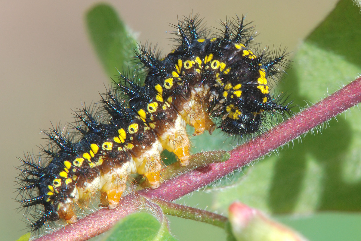 Baltamarg_a_kyt_-vik_ras-2