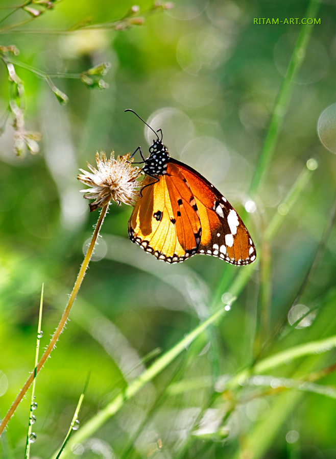 Bathing-in-the-Sun-Rays_Danaus-chrysippus-butterfly_Ritam_sm