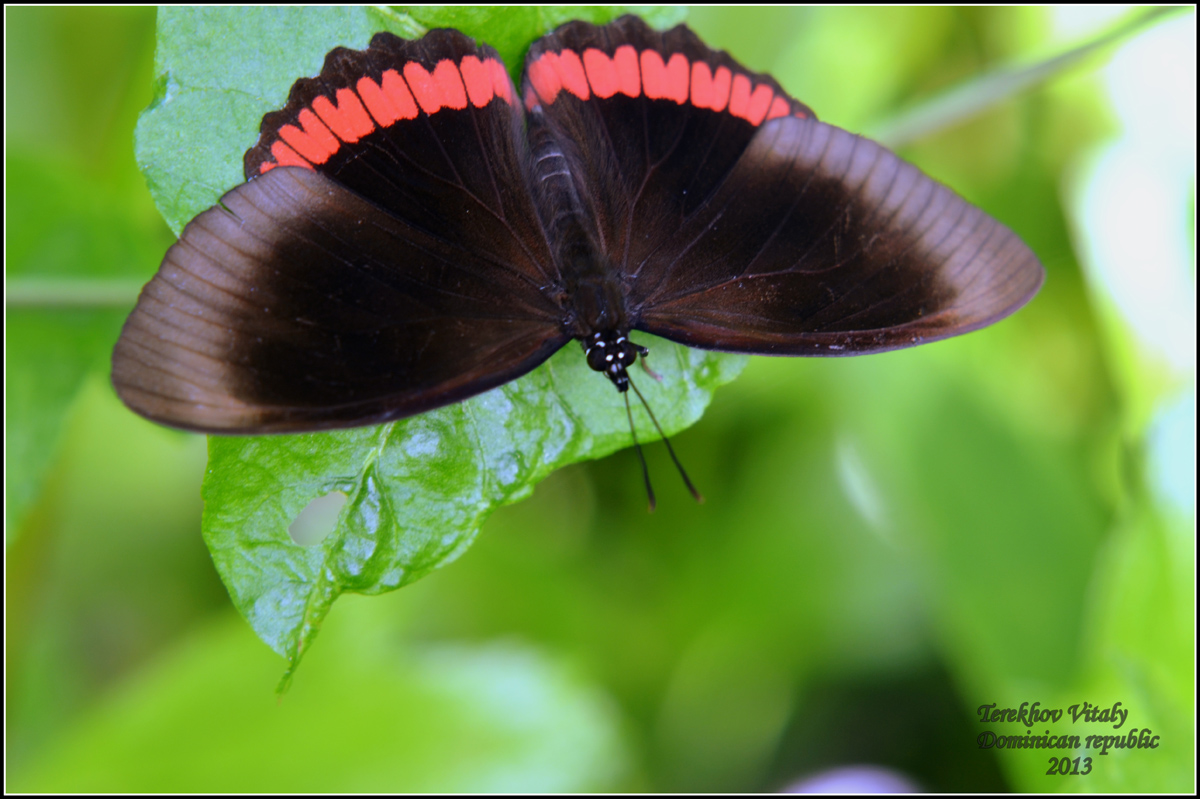 Biblis_hyperia_Cramer_1779_-_Red_Rim_