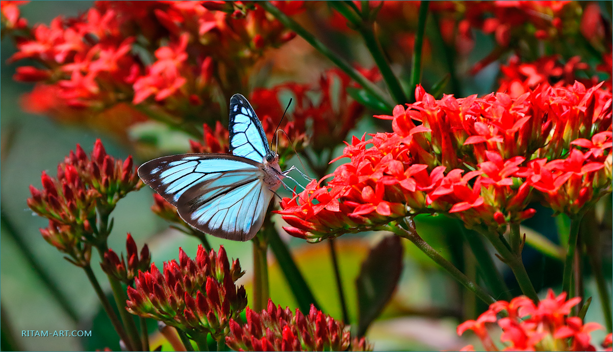 Blue-and-Red_Wanderer-butterfly_Ritam-W