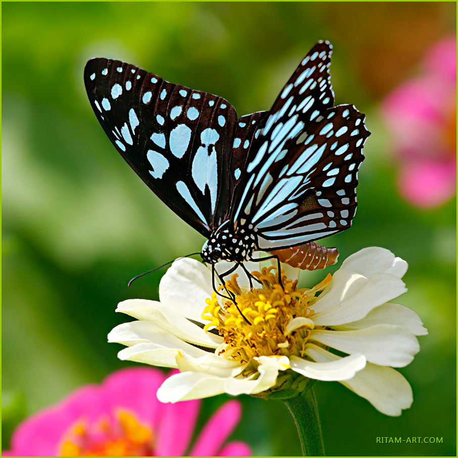 Blue-tiger-butterfly_closeup_Ritam-900