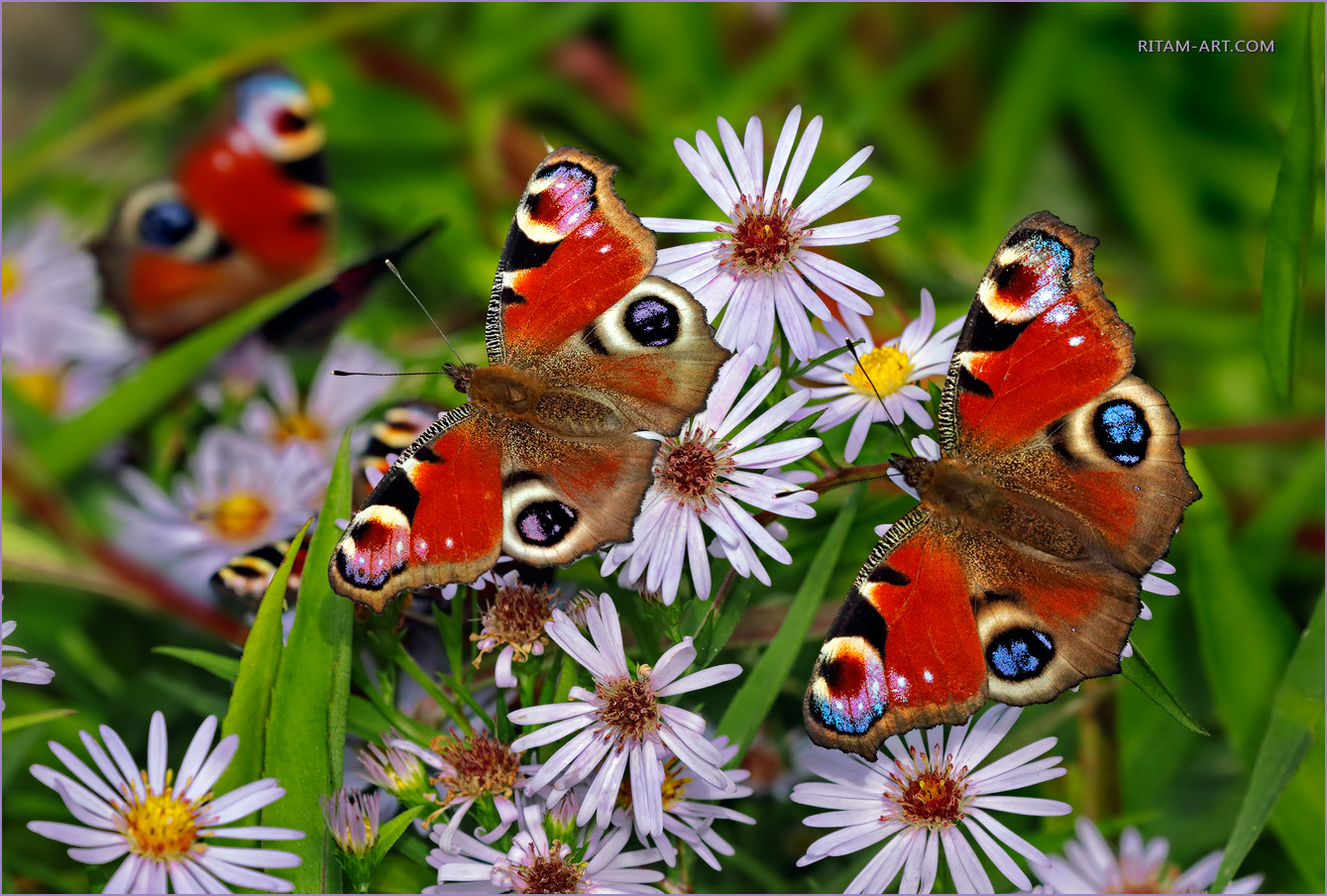 Butterfly-Paradise_Peacock-Inachis-io_Ritam-W