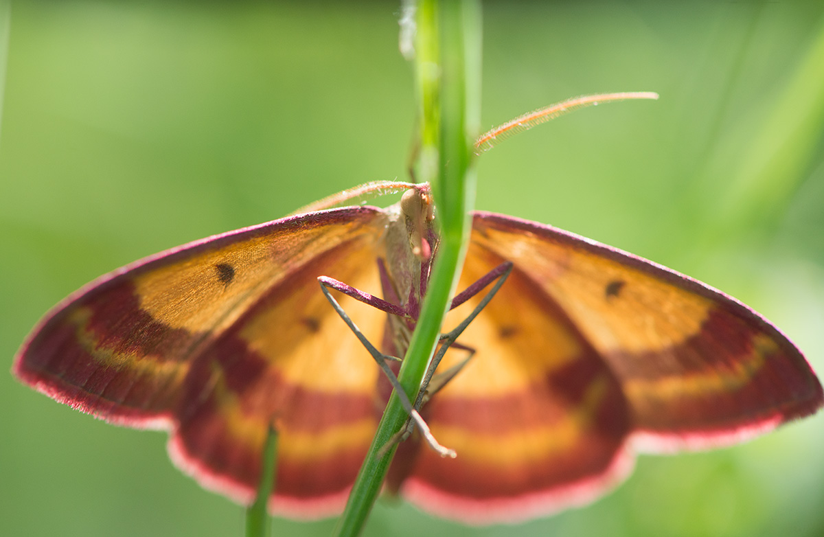 Butterfly_20150530-02-1200
