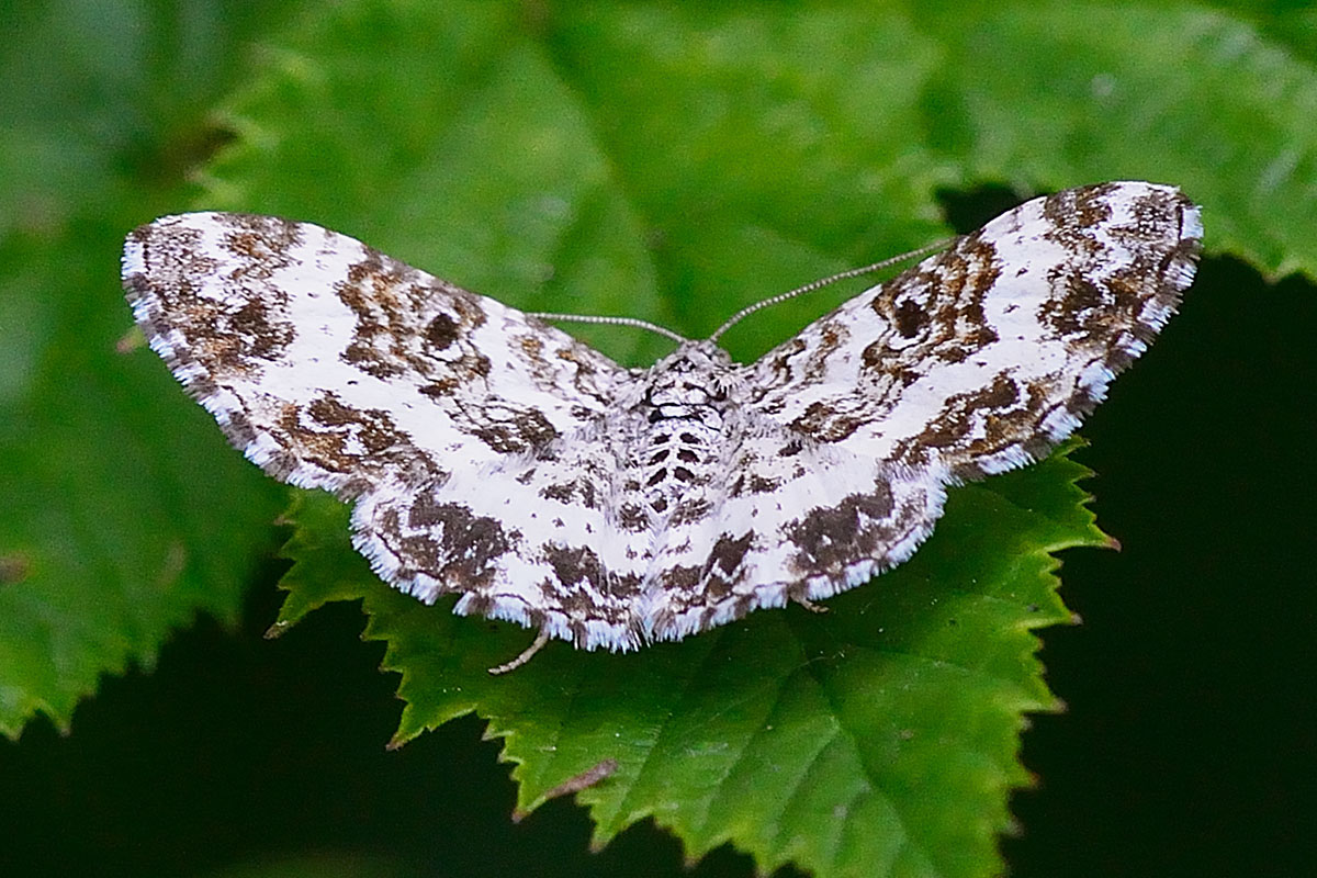 Butterfly_20180618-1200