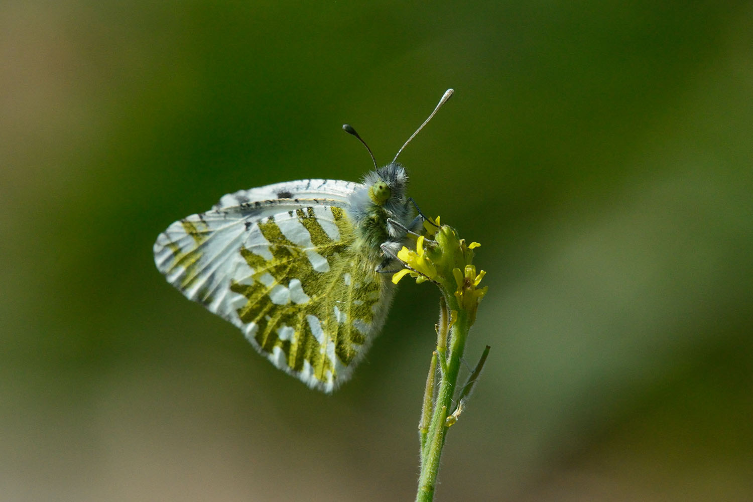 Butterfly_20200510-02-1500