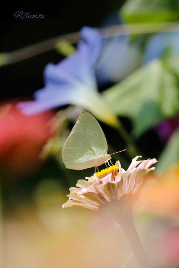 Butterfly_Beauty_-_Ritam_W