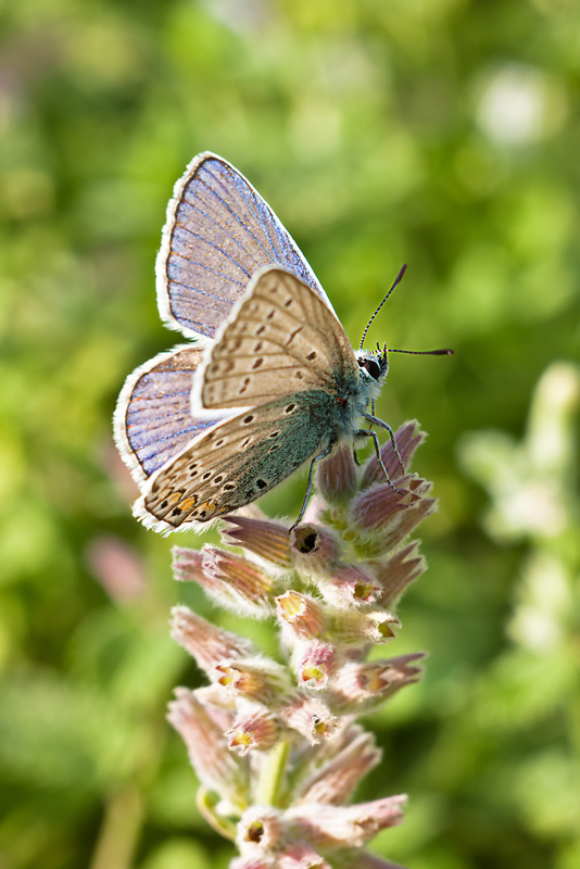 Butterfly_Canon450D_Carl_Zeiss_Tessar_2_8_50_26_05_2013