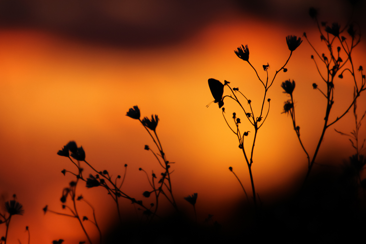 Butterfly_in_the_glow_of_sunset
