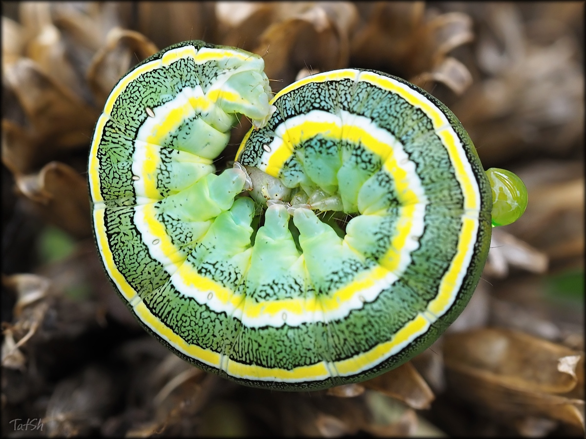 COBK_Noctuidae_Ceramica_pisi_Linnaeus_1758_2016-09-02_12-25-11_