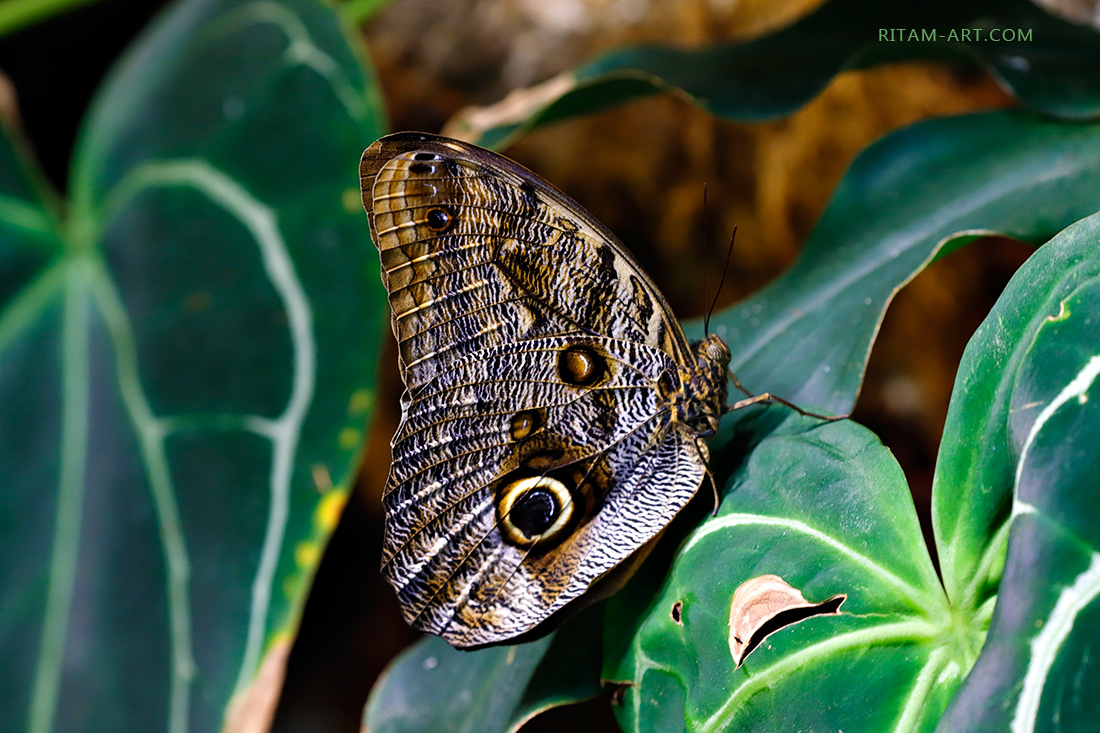 Caligo_Owl-butterfly_Ritam-W