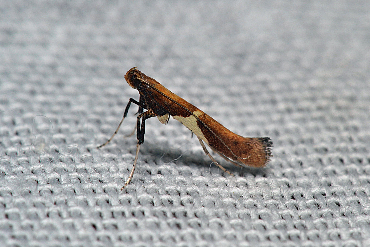Caloptilia_stigmatella_1200