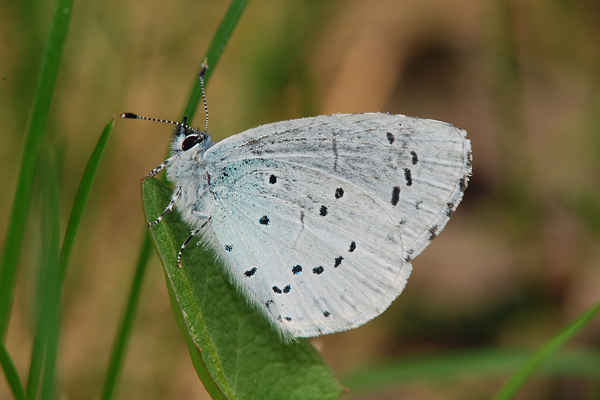 Celastrina_argiolus_1200