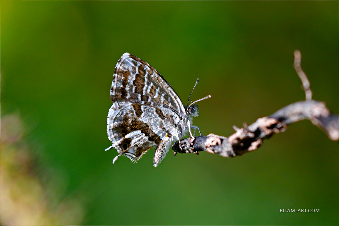 Cerulean-butterfly_Mallorca_Ritam-W