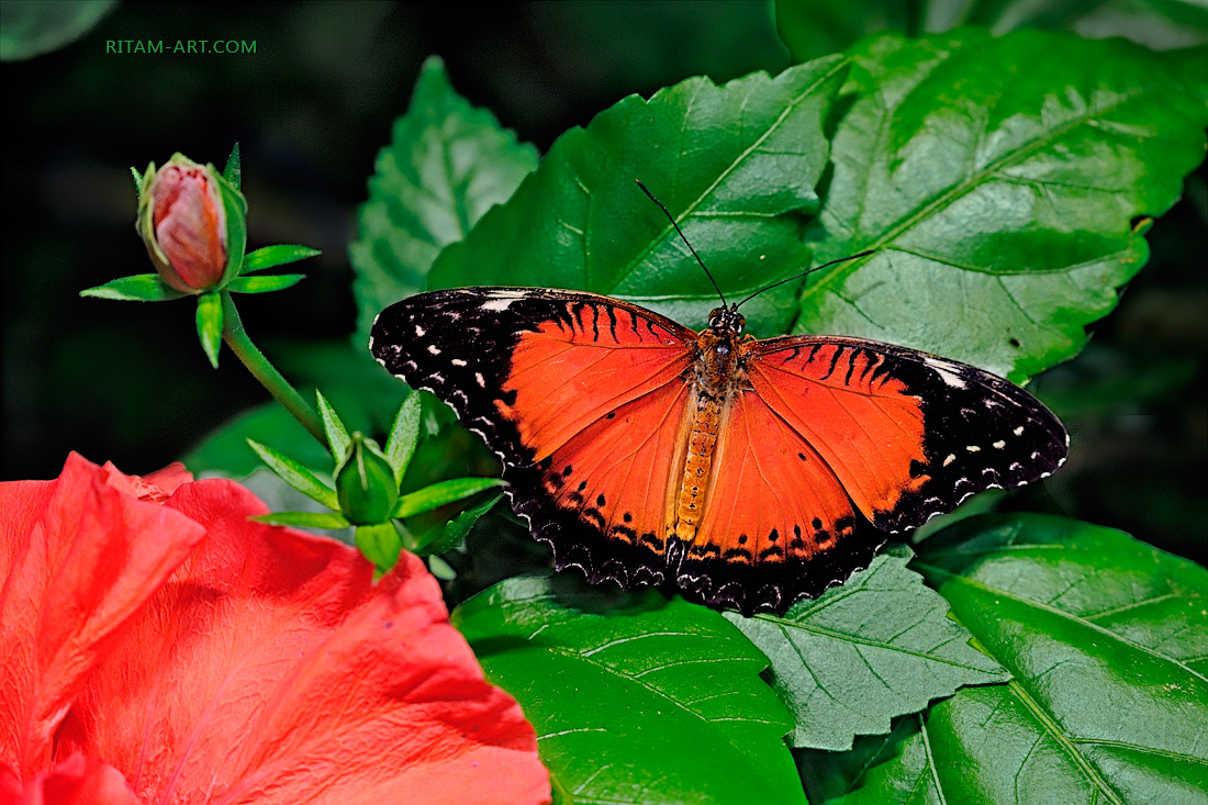 Cetosia-Biblis_Lace-wing-butterfly_Ritam-W