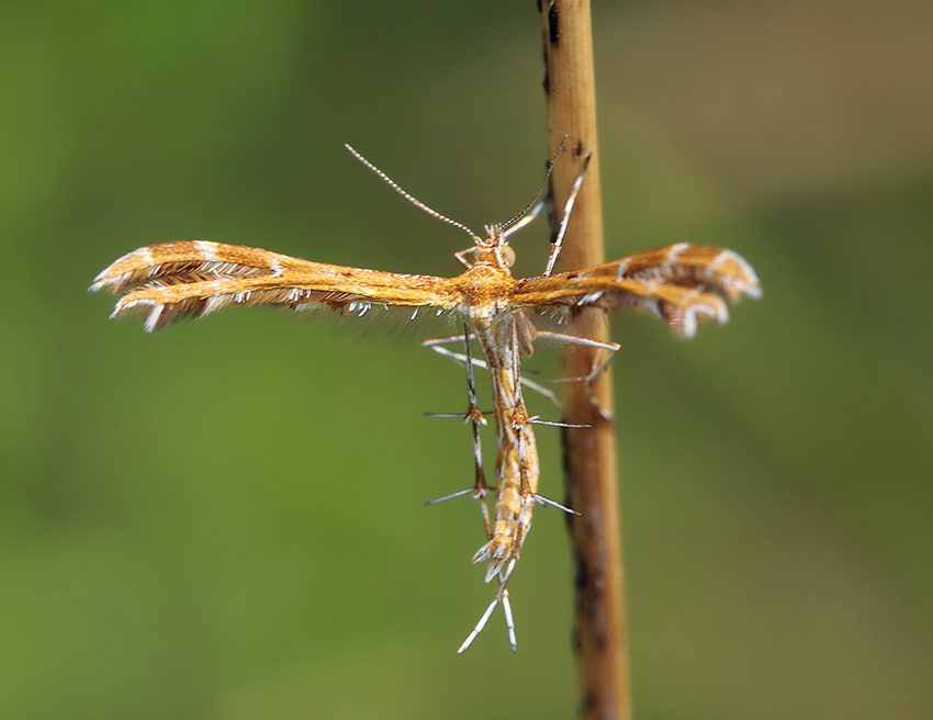 Cnaemidophorus_rhododactyla_5959