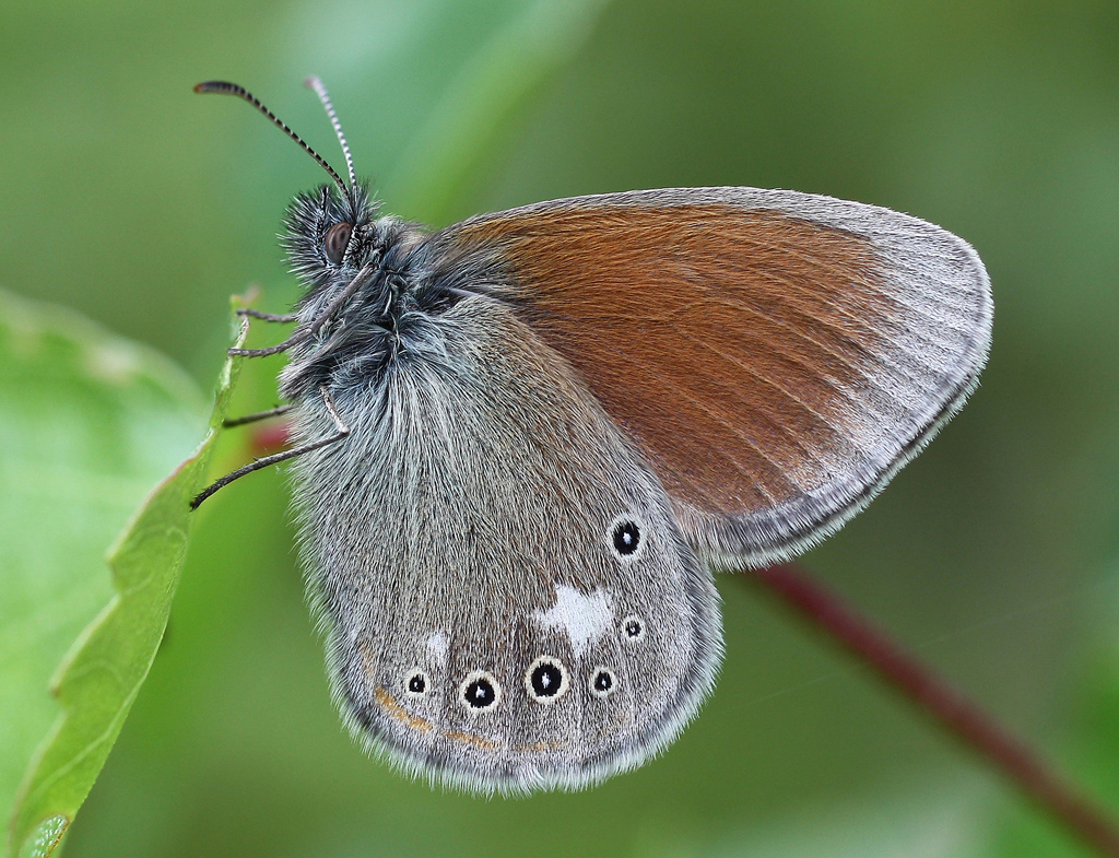 Coenonympha_glycerion