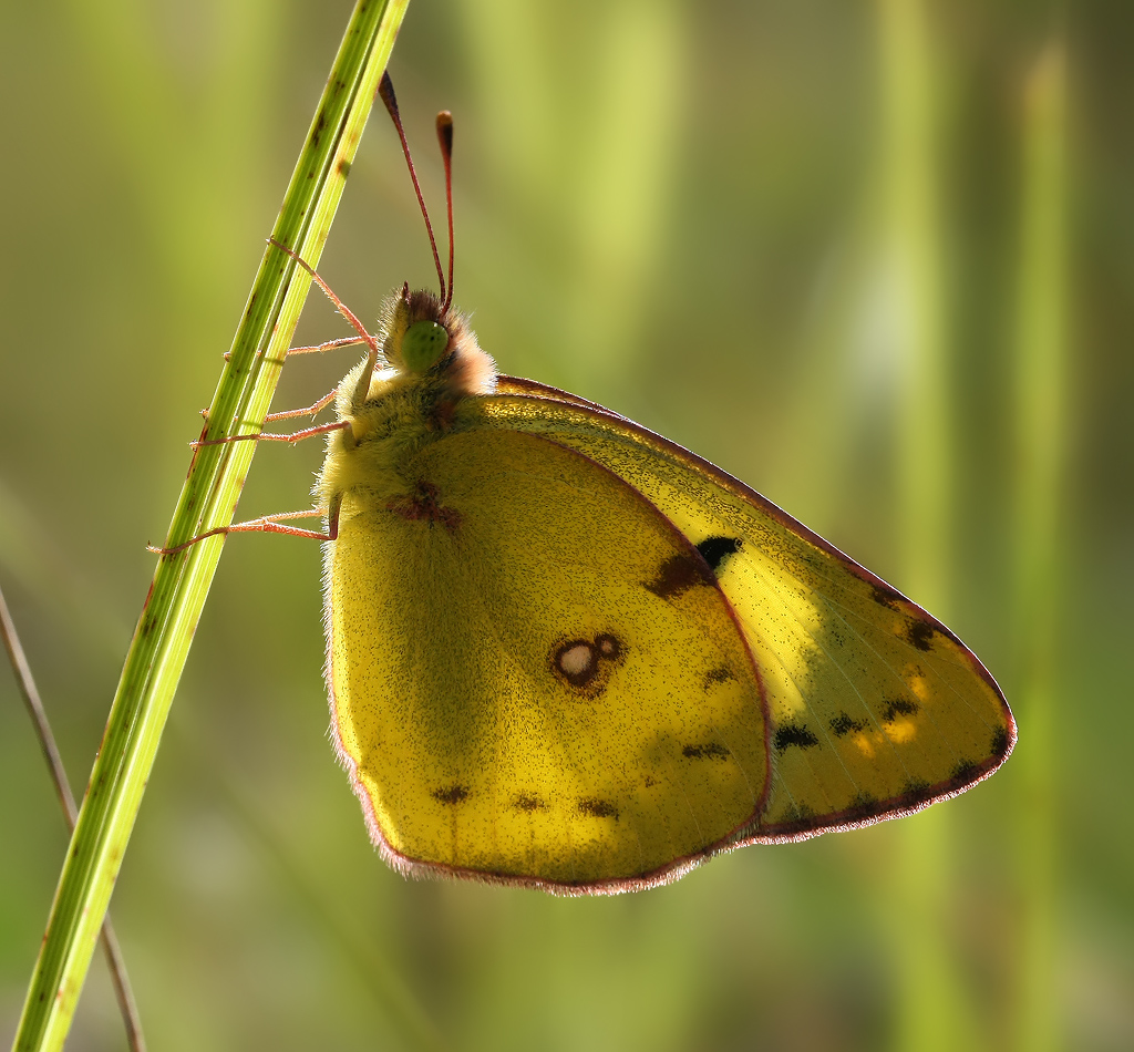 Colias_hyale-3