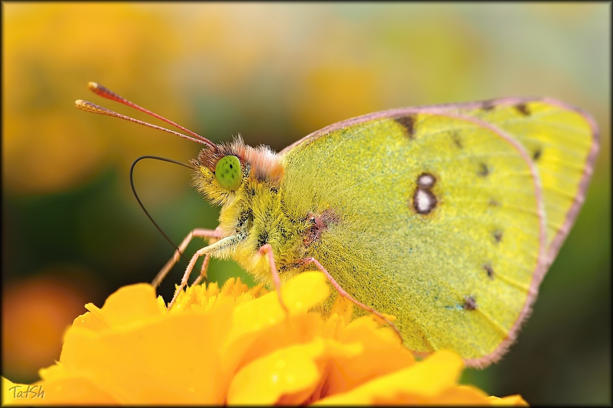 Colias_hyale_Pale_Clouded_Yellow_2015-10-01_15-06-20_