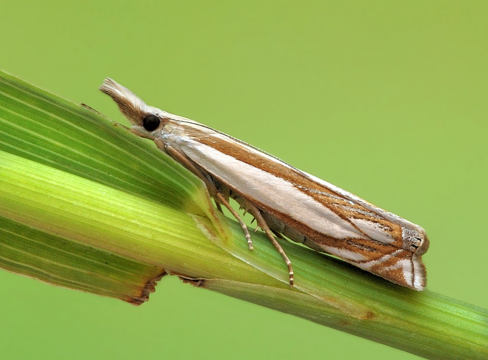 Crambus_pascuellus
