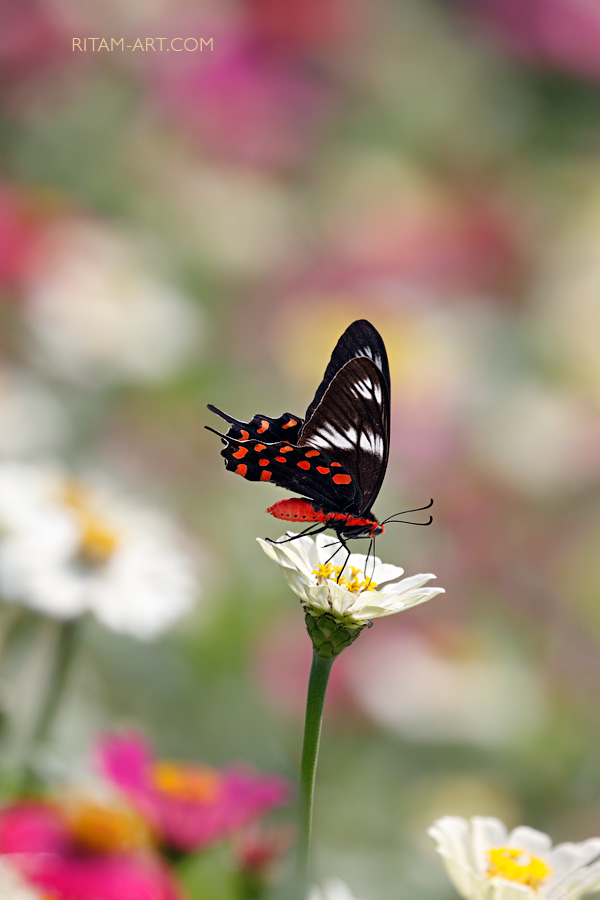 Crimson-Rose-Papilio_Ritam-W