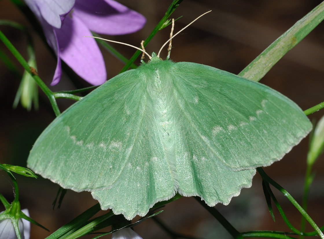 D2X_7321_Geometra_papilionaria