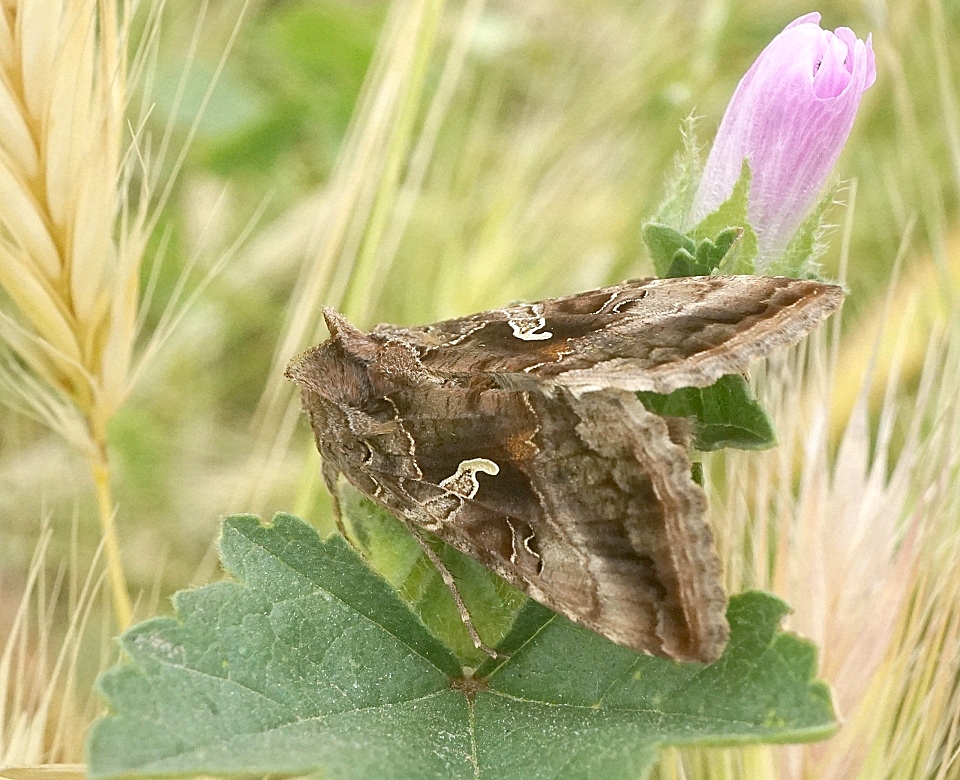 DSC03063c