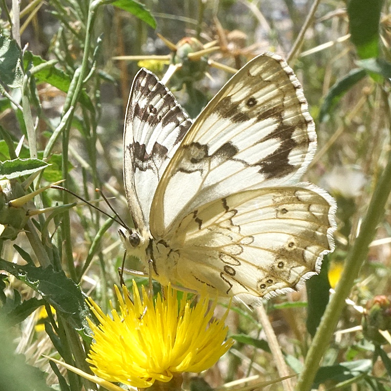 DSC03472c