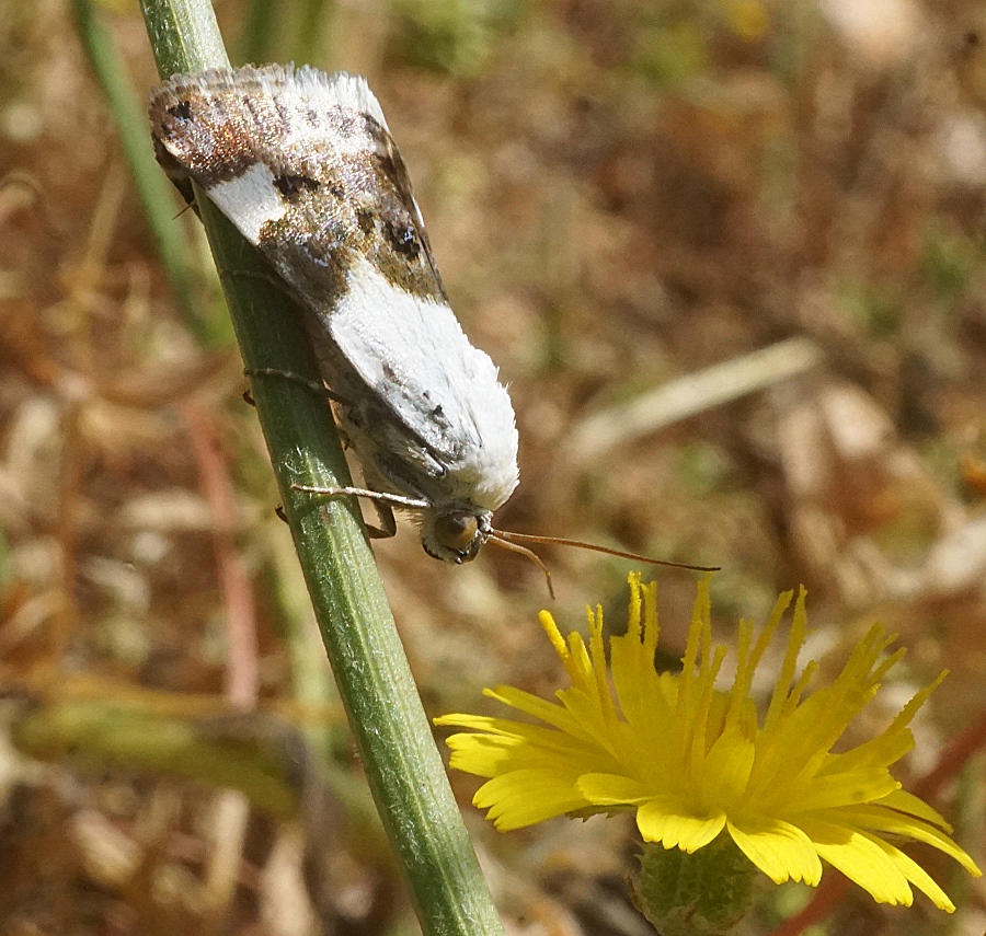DSC03554c