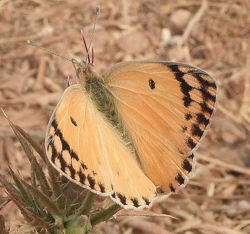 DSC04369c1