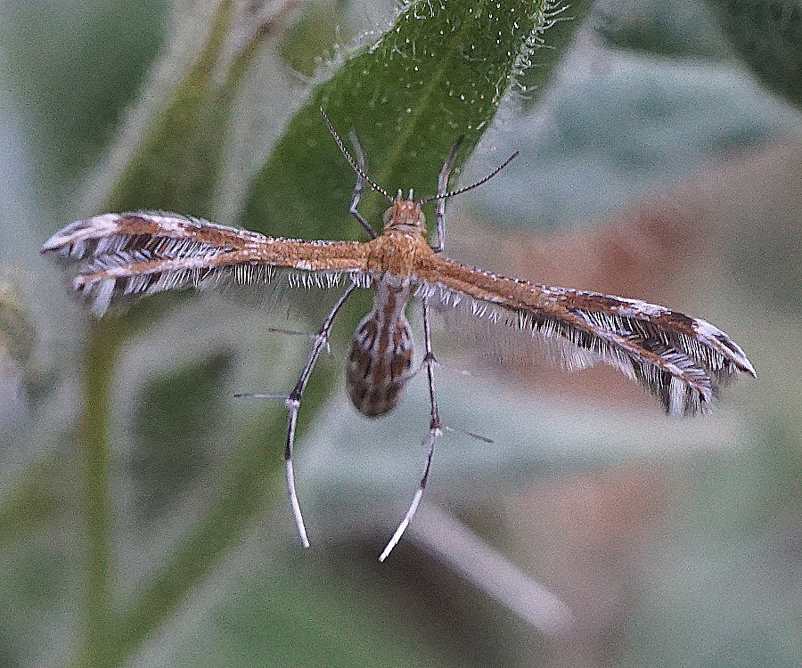 DSC04609c