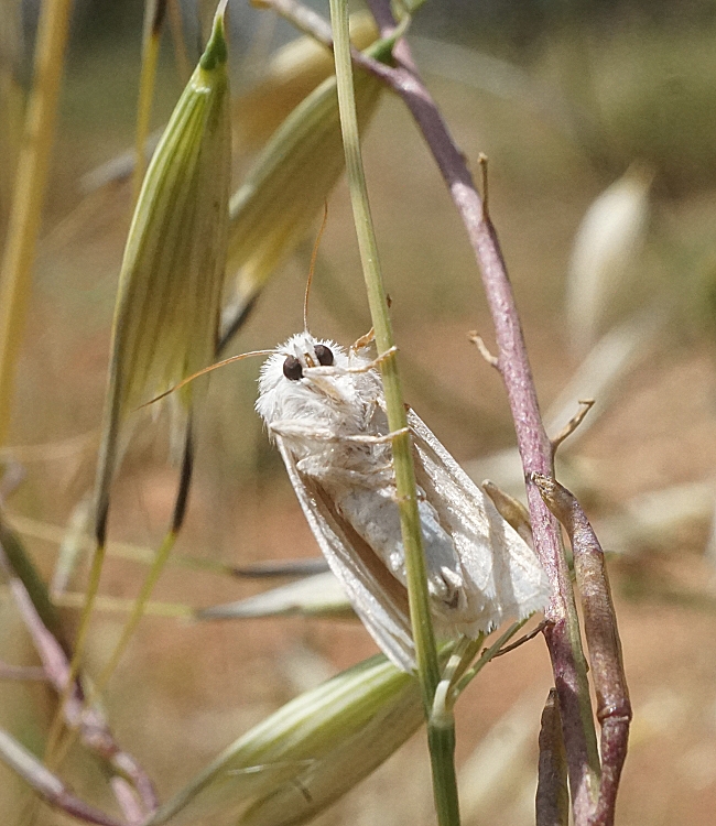 DSC04652c1