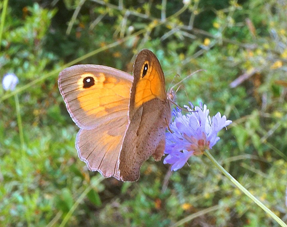 DSC05076c