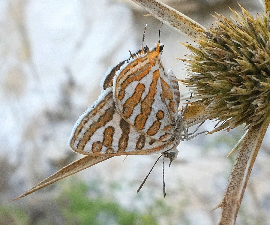 DSC05350c