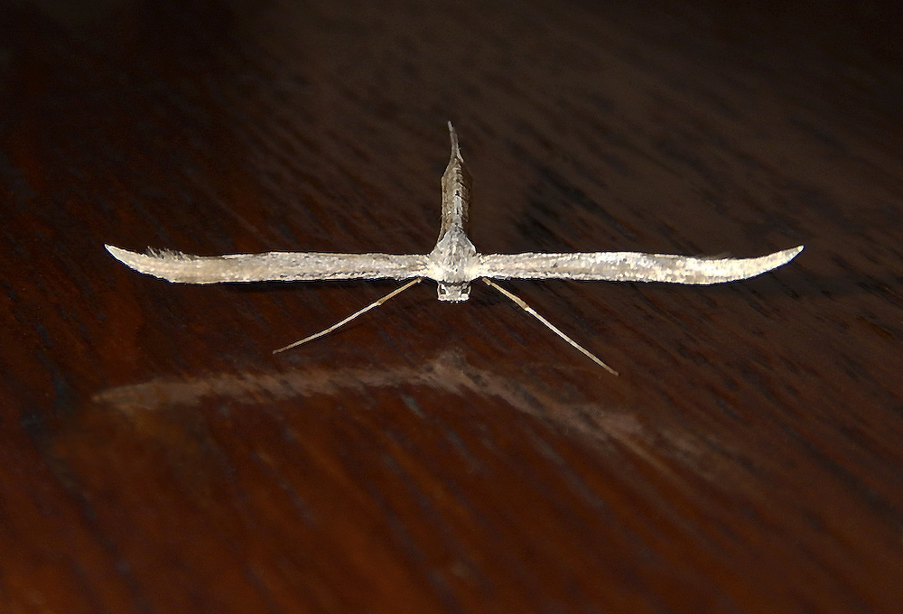 DSCN6360_4_29August2016_Alexander_Zelenko