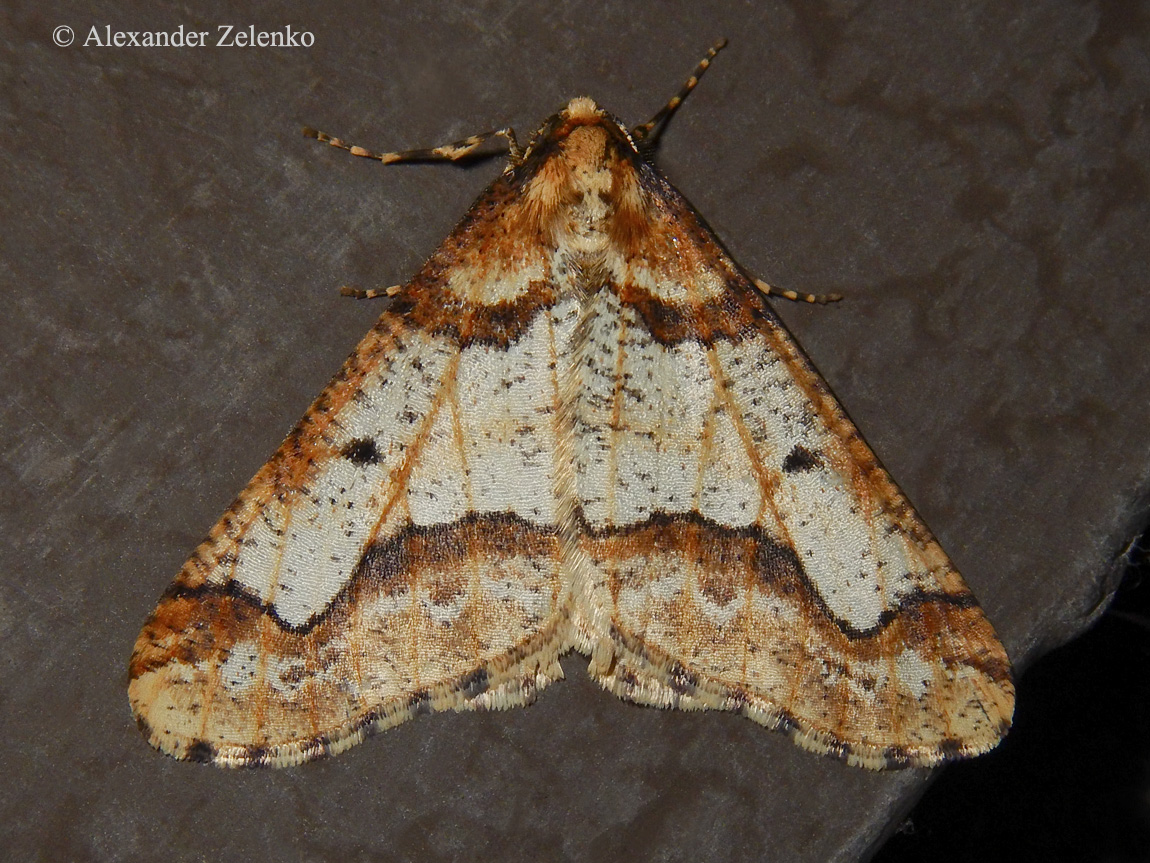 DSCN8921_1_12November2017_Alexander_Zelenko