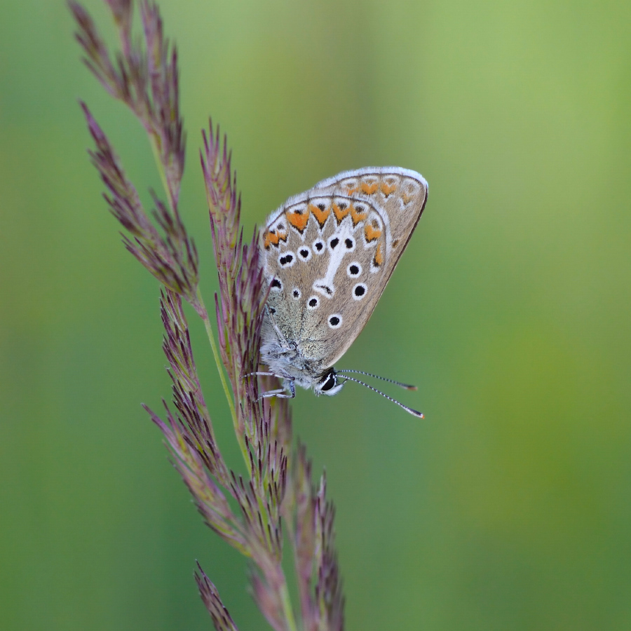 DSC_0390-900