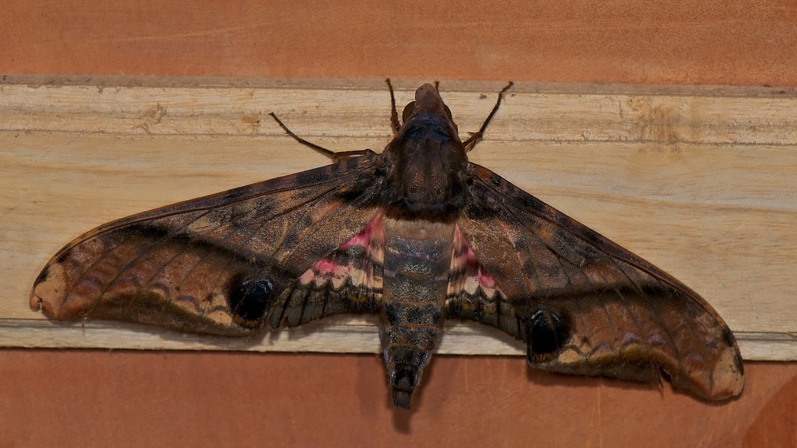 DSC_6339_edited-1