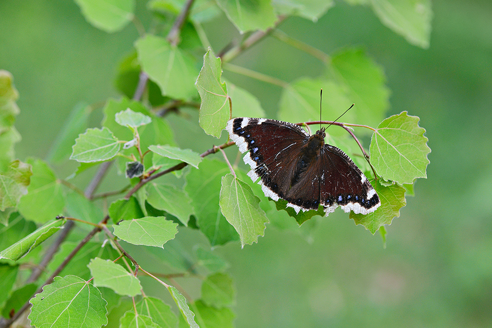 DSC_6509_1000