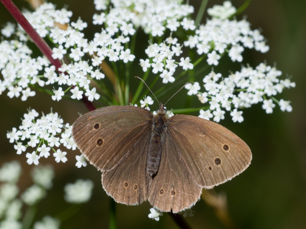 DSC_7474_Aphanthopus_hyperantus