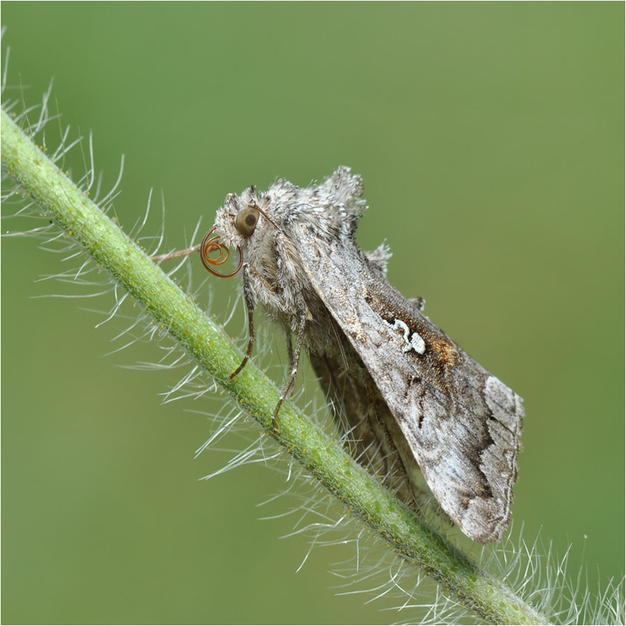 DSC_7563_-_Syngrapha_interrogationis_Noctuidae_