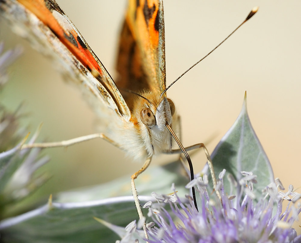 DSC_7682_Vanessa_cardui_
