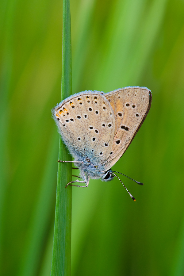 DSC_8273_900