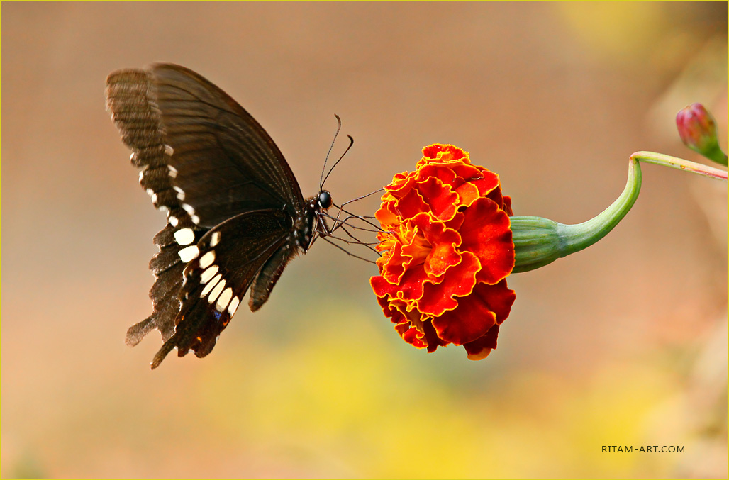 Dance-over-Flower_Polites-Butterfly_Ritam