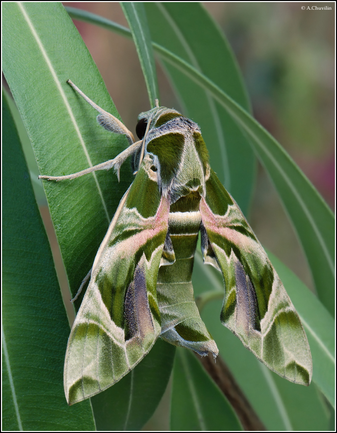 Daphnis_nerii_L_imago_