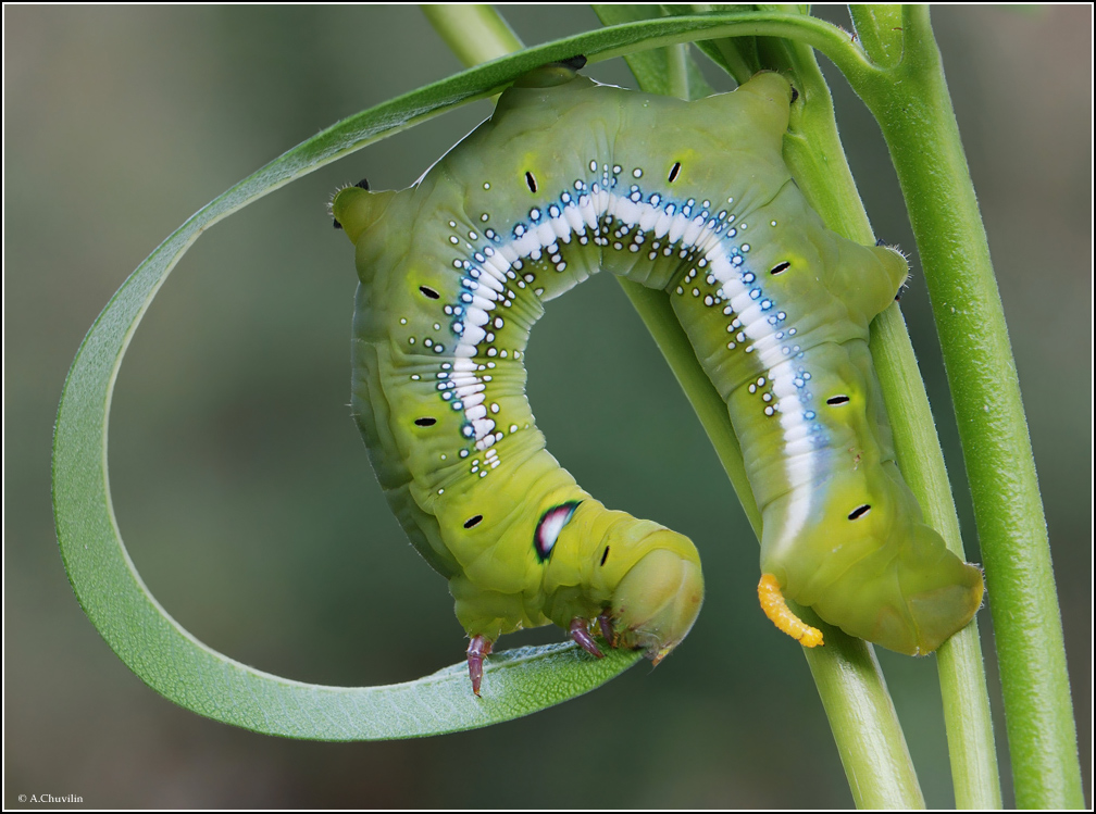 Daphnis_nerii_L_larva